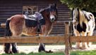 Pigeon Forge Activity: Big Rock Dude Ranch